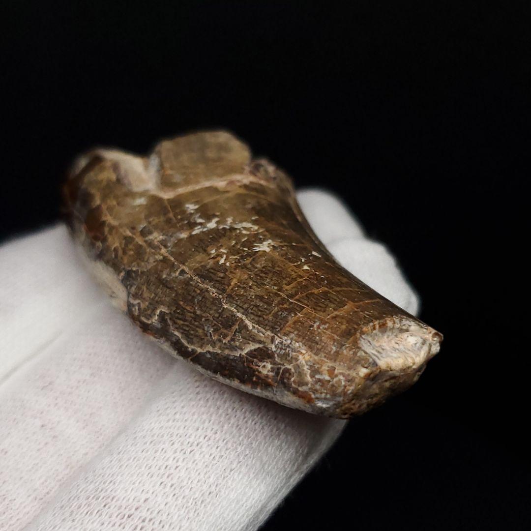 アフロベナトル 歯 化石 本物 二ジェール産 53.98mm fr142