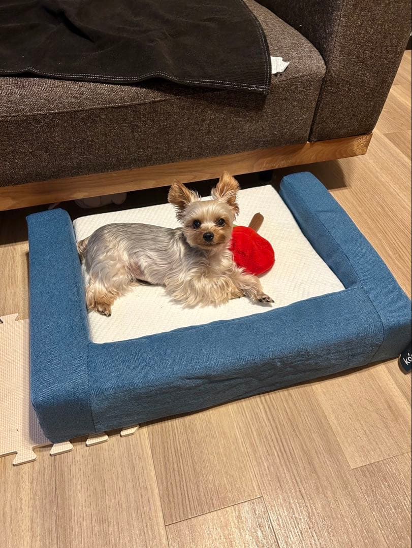 ☆期間限定☆新品☆未開封品❗️コアラマットレス ペット用 ベッド KUDDLE