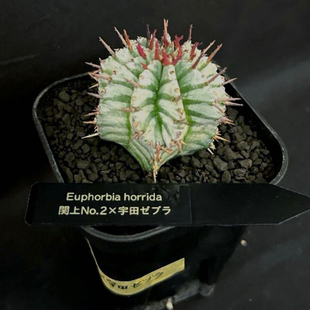 K*u様 ユーフォルビアホリダ 関上No.2ゼブラホリダ×宇田ゼブラホリダ 純血