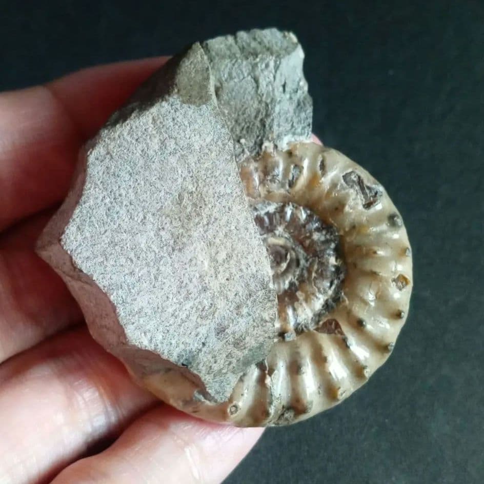 イギリス産　ジュラ紀　アンモナイト　刺々　希少種