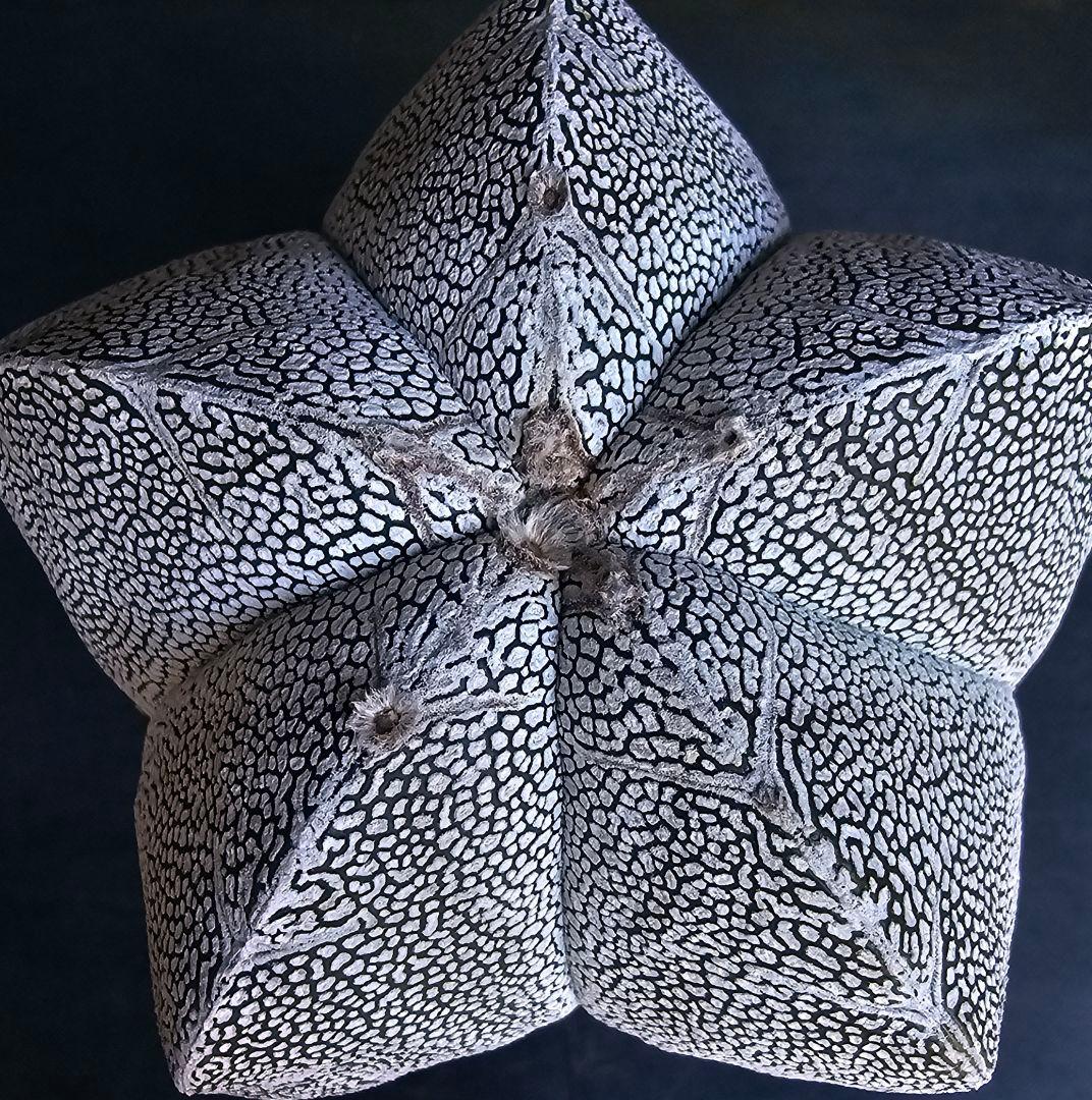 メルカリ便発送☆83597様 リクエスト 2点 まとめ商品