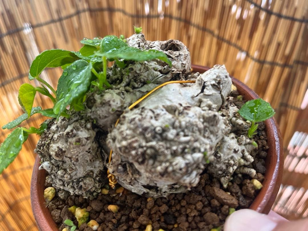 ✨✨✨オキナワイボオオハマボウ【◎美株品】/ユウナ/ハート葉happy♪