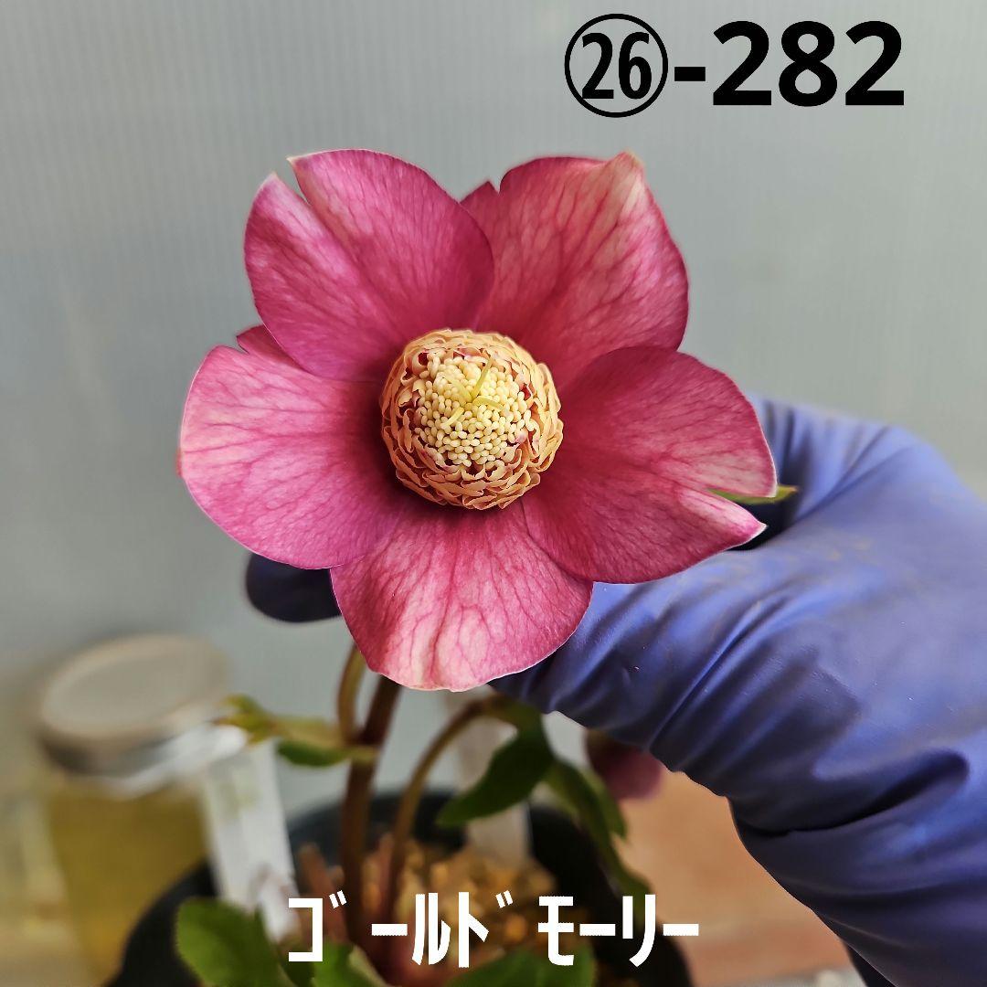 ㉖-282クリスマスローズ