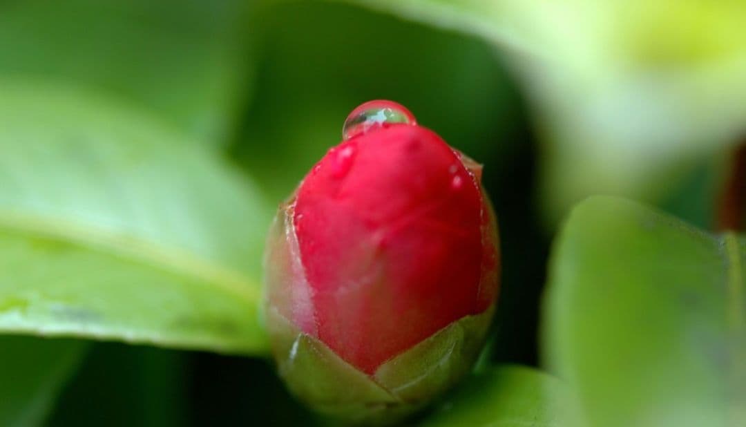 ねい様 NIKON　D70　広角から中望遠　初心者　一眼レフ⚡️ニコン⚡️