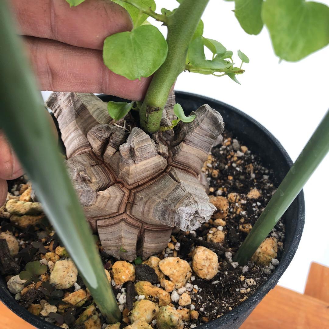 アフリカ亀甲竜　5号