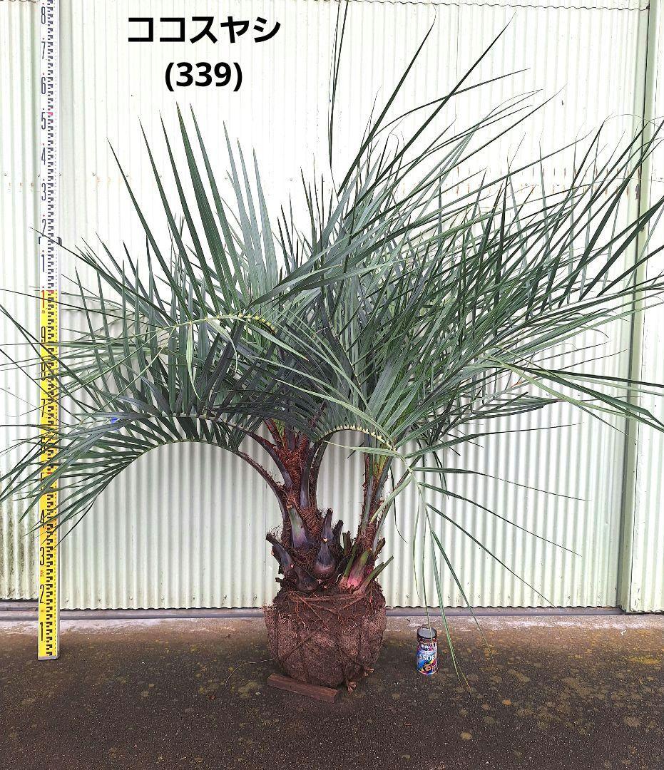 ココスヤシ　(339)　シルバーリーフ2株立ち