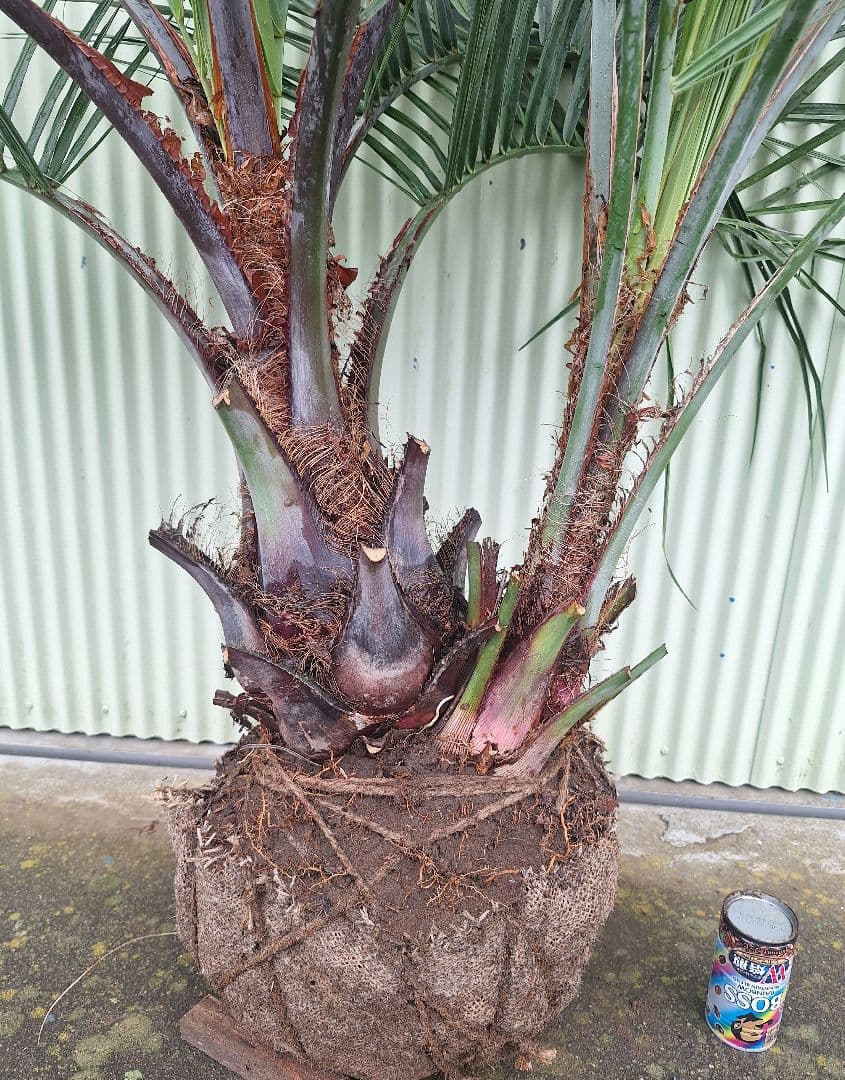 ココスヤシ　(339)　シルバーリーフ2株立ち