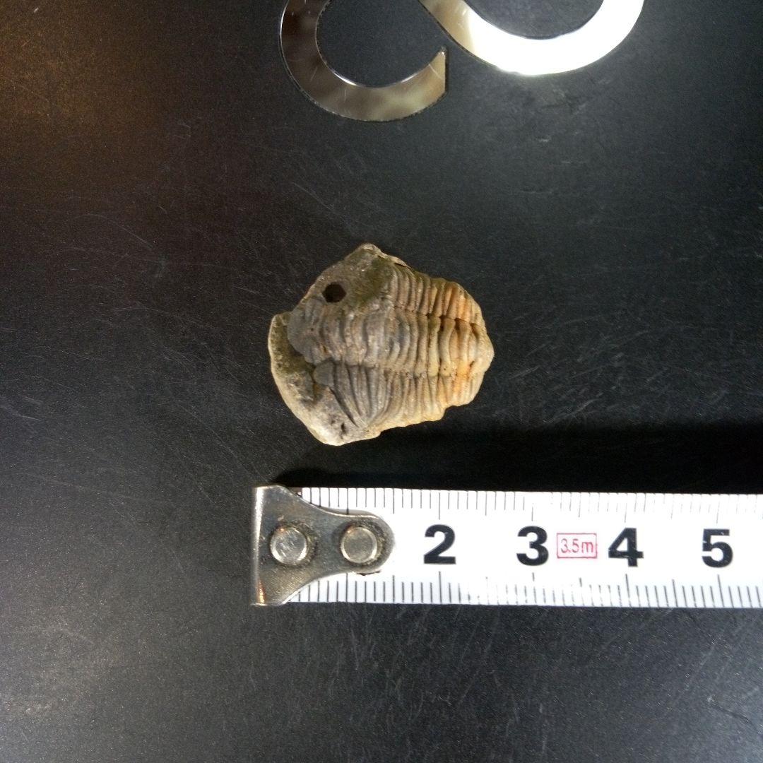 三葉虫　化石　fossil　ボリビア産　trilobite　海生動物個体⑩