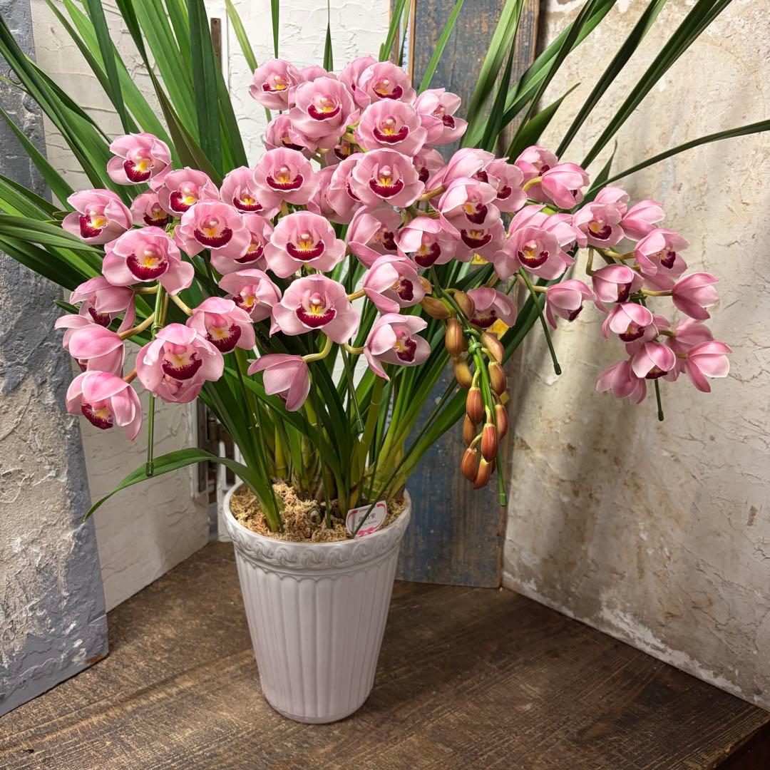 s*a様 【特選】　シンビジューム　苺の雫　アーチ 7寸6本立ち