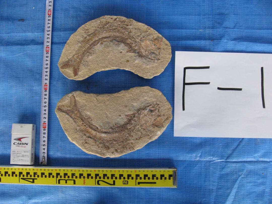 古代魚の化石4点セット　F-1 B-6 B-22 B-23