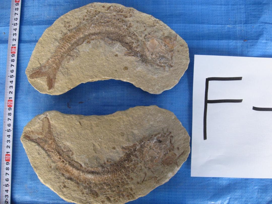 化石　F-1 B-6 B-22 B-23