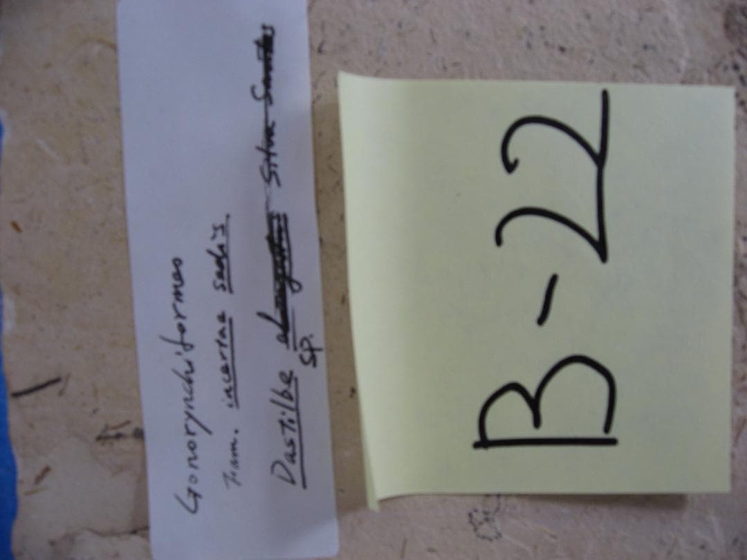 化石　F-1 B-6 B-22 B-23