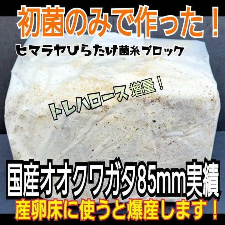 極上！ヒマラヤひらたけ菌糸ブロック【10個】初菌のみ使用！国産オオクワ85実績