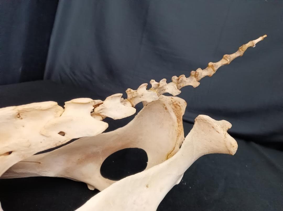 【角付き骨格標本】種名　ニホンジカ　♂　58Kg