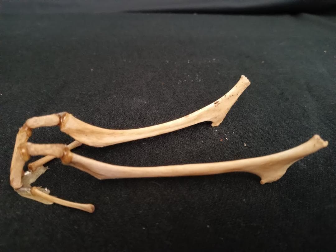 【角付き骨格標本】種名　ニホンジカ　♂　58Kg