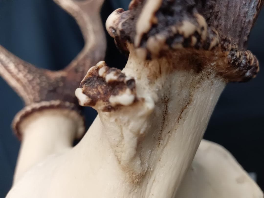 【角付き骨格標本】種名　ニホンジカ　♂　58Kg