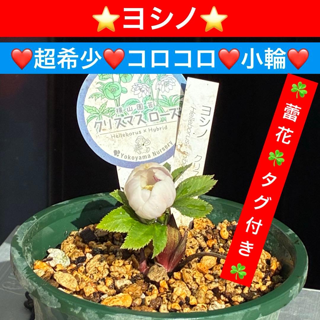 ガ*ル様 3499❤️超希少❤️コロコロ❤️小輪❤️☘️蕾花、タグ付き☘️⭐️ヨ