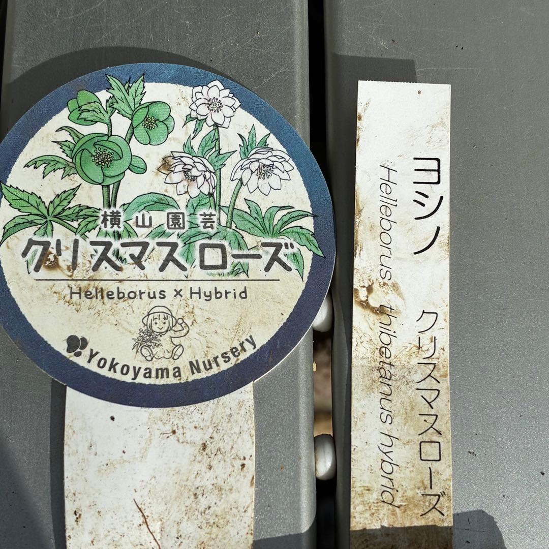 ガ*ル様 3499❤️超希少❤️コロコロ❤️小輪❤️☘️蕾花、タグ付き☘️⭐️ヨ