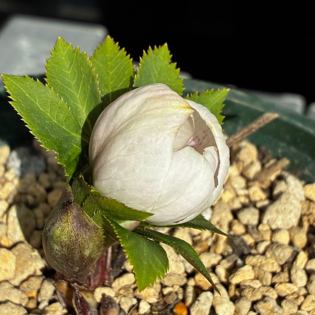 ガ*ル様 3499❤️超希少❤️コロコロ❤️小輪❤️☘️蕾花、タグ付き☘️⭐️ヨ