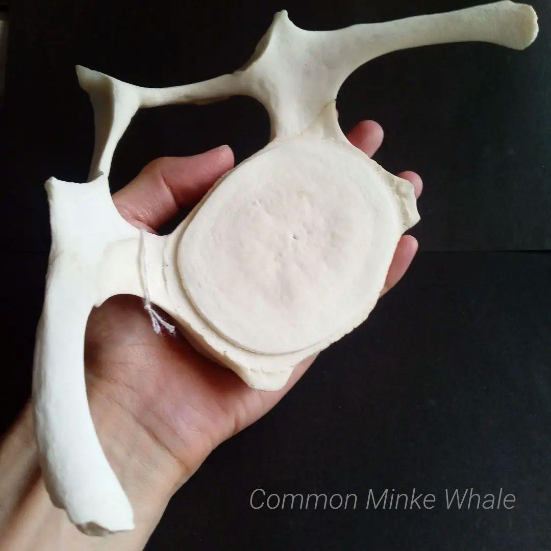 骨格標本　ヒゲクジラ　ミンククジラ　椎骨　特大
