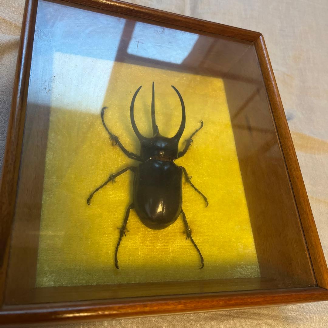 フェモラリスツヤクワガタ　標本　アトラスオオクワガタ