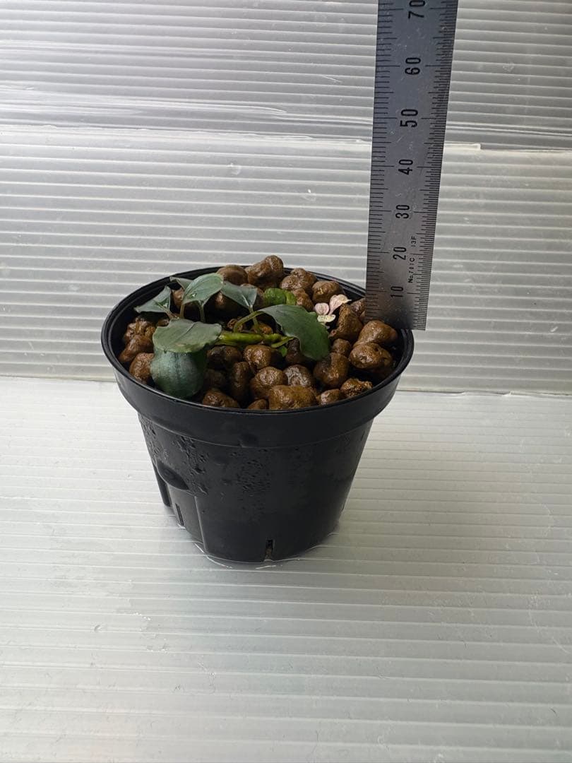 Bucephalandra sp. Variegata②