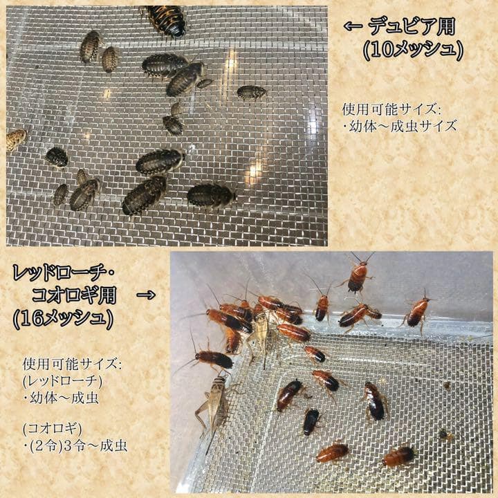 掃除サボレールM デュビア、レッドローチ、コオロギ飼育ケージ