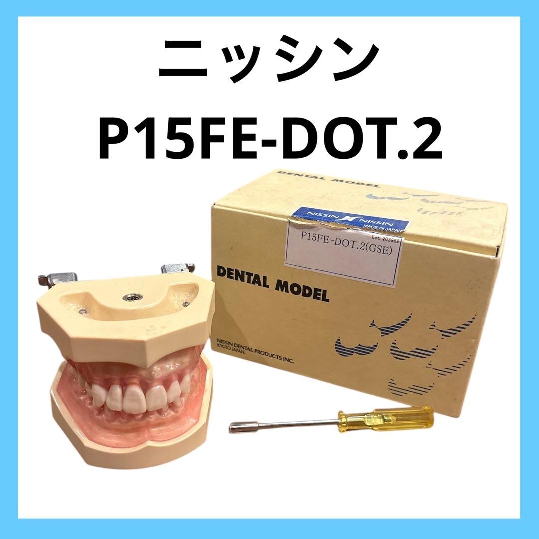 歯科衛生士　NISSIN DENTAL MODEL 歯科模型
