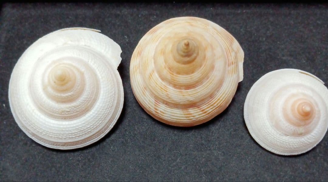 貝殻標本　オキナエビス　の仲間