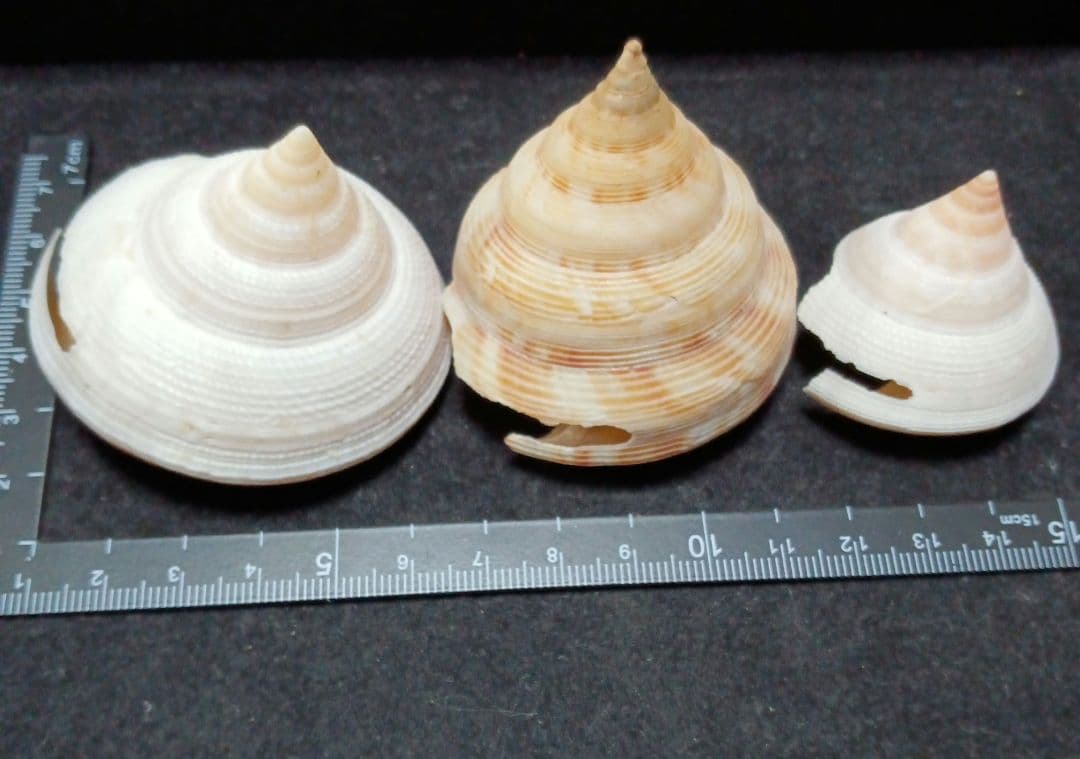 貝殻標本　オキナエビス　の仲間