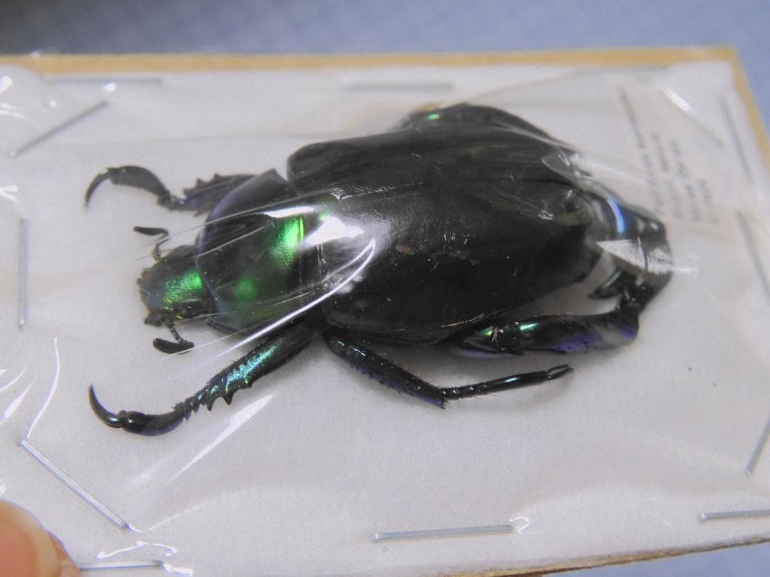 ブラジル産　コウテイアシナガコガネ　30mm