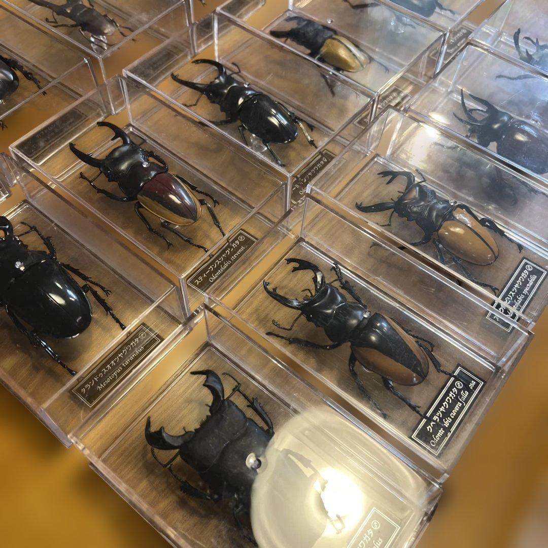 ディアゴスティーニ　世界の昆虫　全64種　コンプリート　クワガタ　カブトムシ