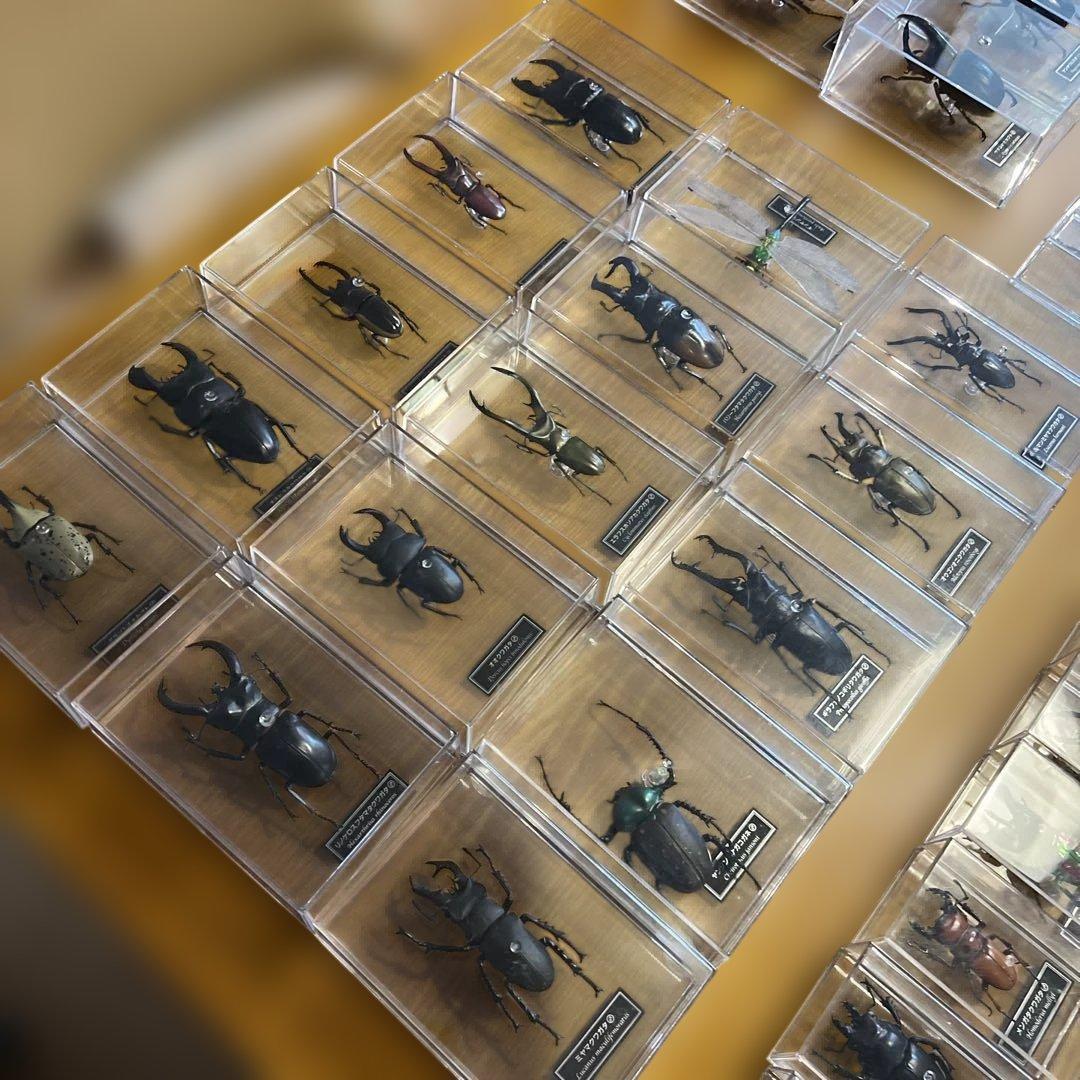 ディアゴスティーニ　世界の昆虫　全64種　コンプリート　クワガタ　カブトムシ