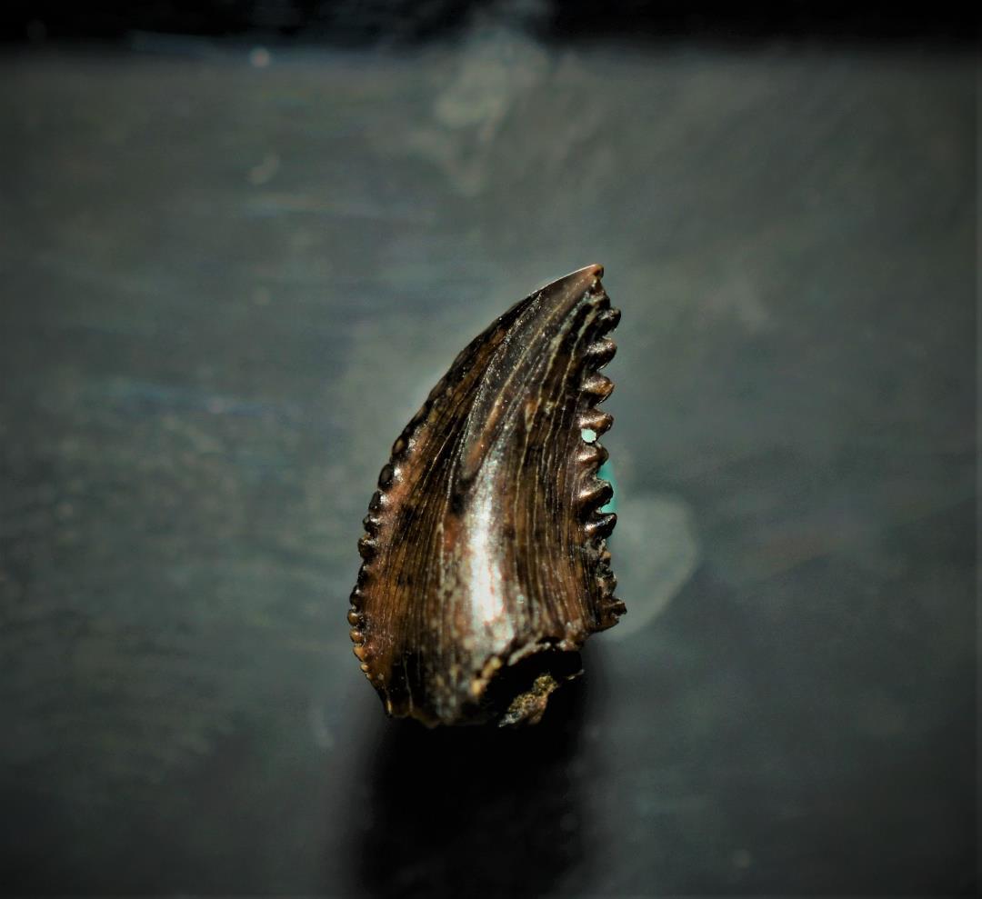 化石 恐竜 北米産 レア！トロオドンの美麗歯 実物 値段交渉可能