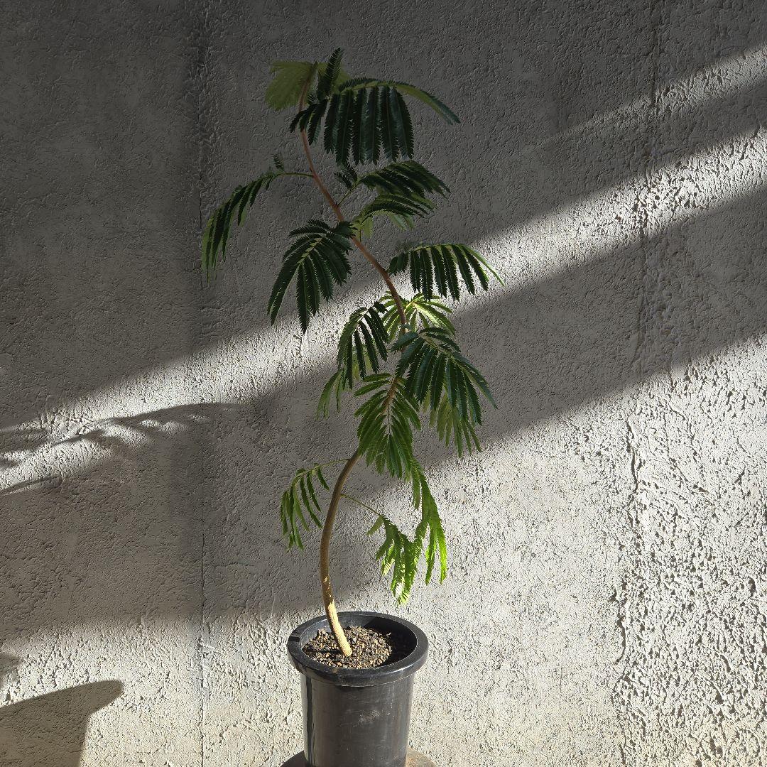 ⑳　エバーフレッシュ　曲がり仕立て8号　特大苗木最高等級‼️