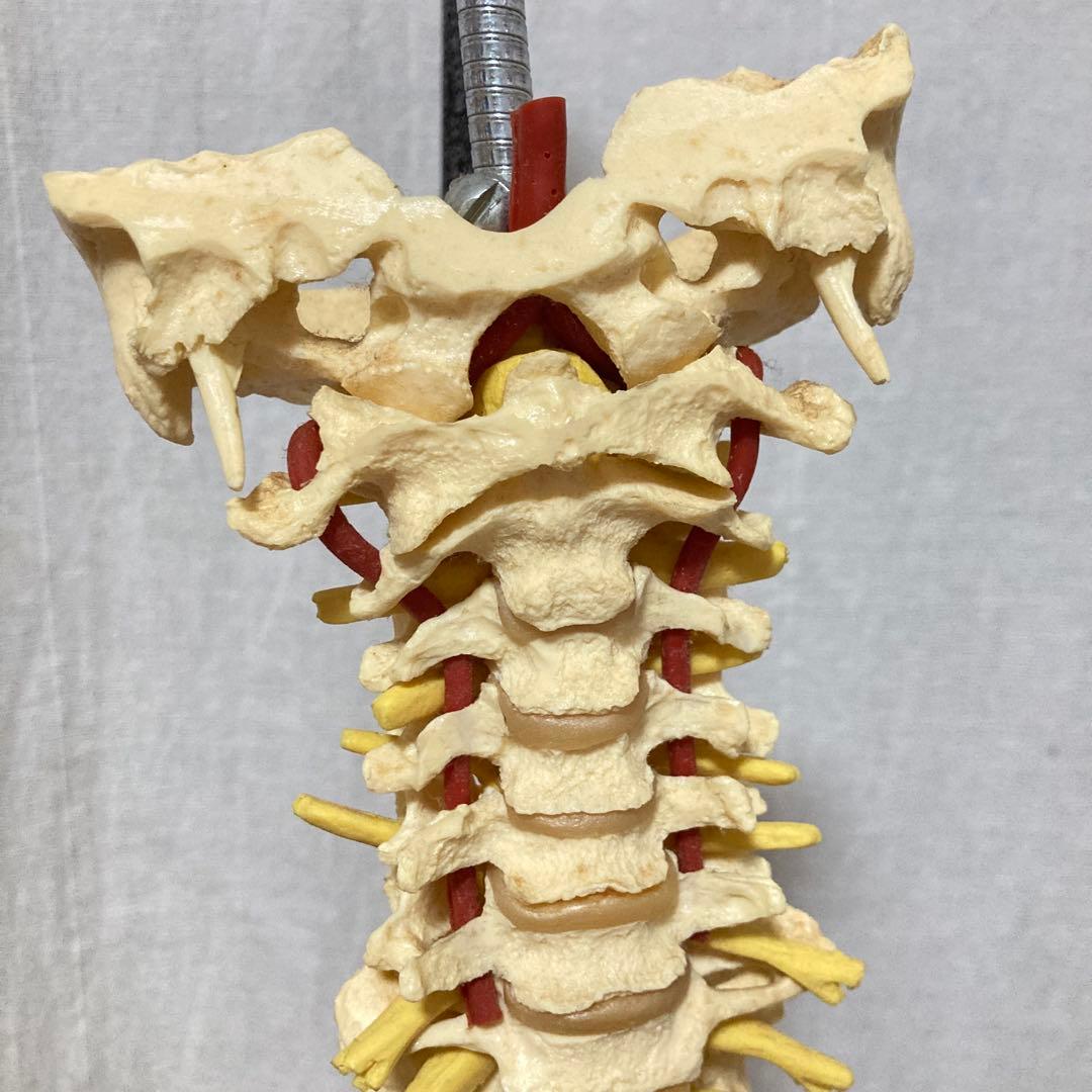 TomoP様　脊柱骨格模型　人体　接骨院カイロプラクティック　スタンド付き