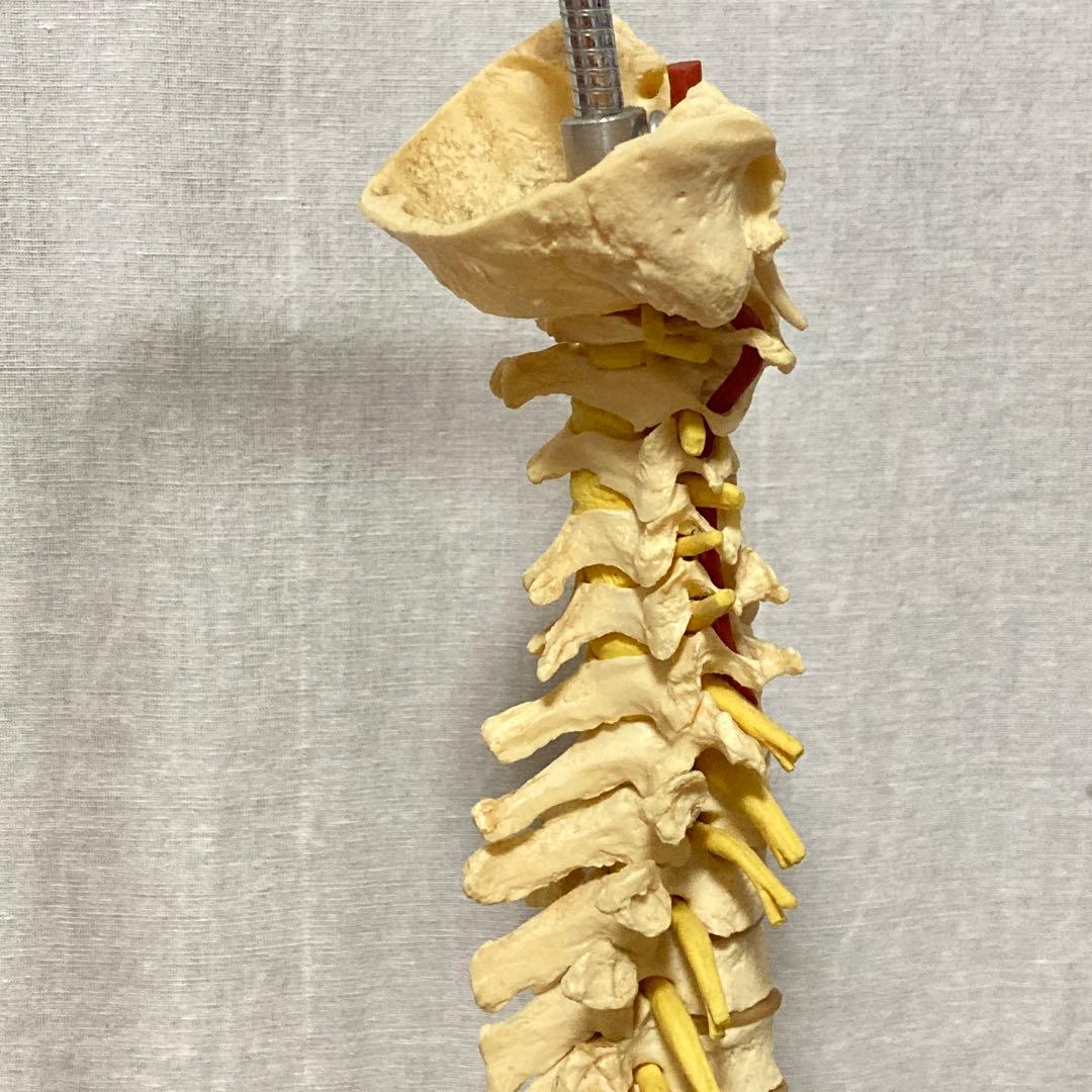 TomoP様　脊柱骨格模型　人体　接骨院カイロプラクティック　スタンド付き