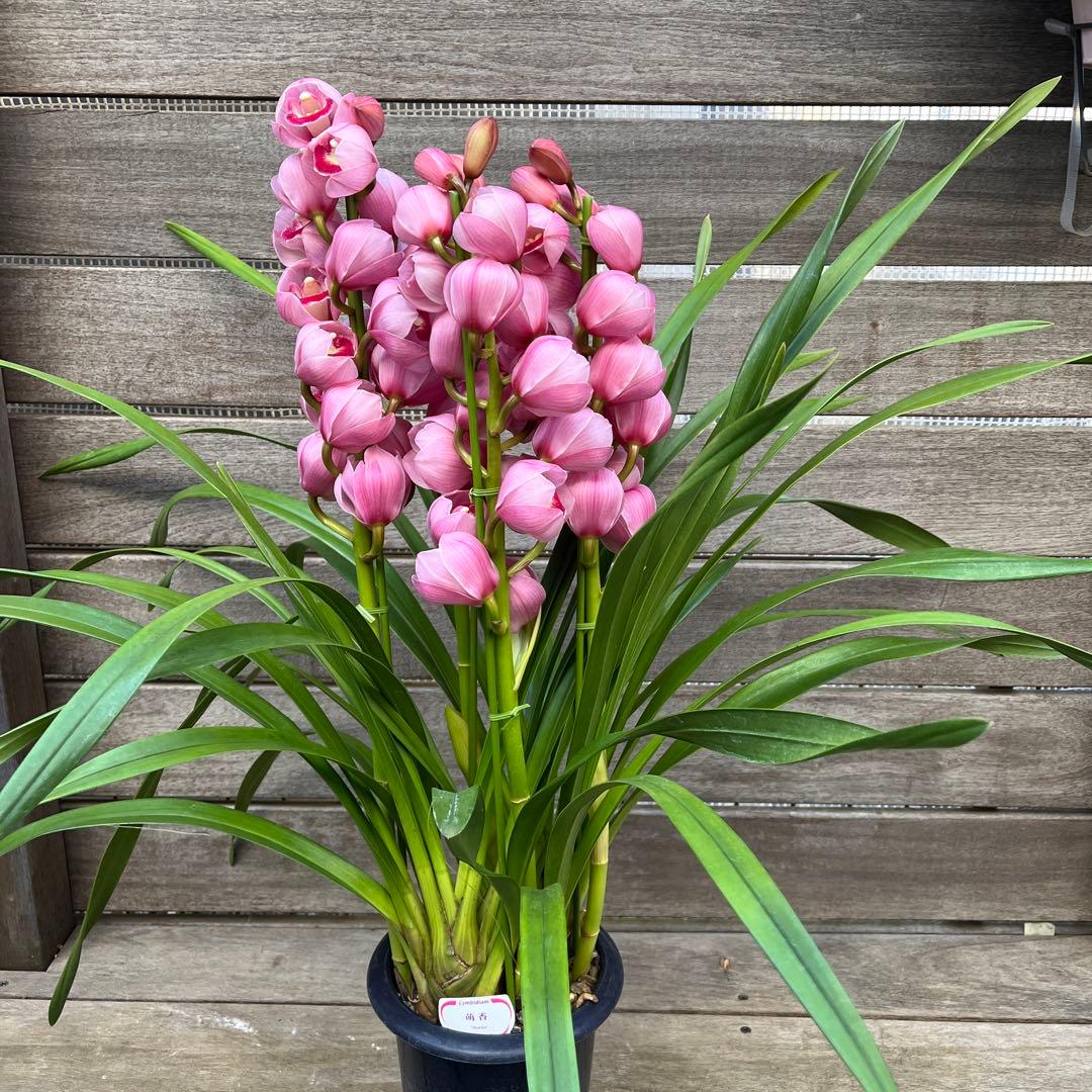 まみつわん　プロフ読んでね様 リクエスト 2点 まとめ商品　シンビジューム　萌香