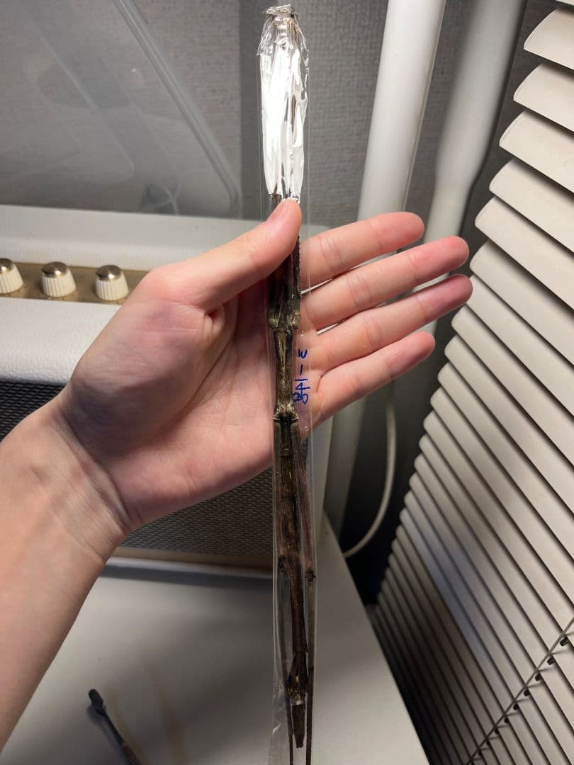 【昔七節最長種】Phobaeticus serratipesナナフシ 標本