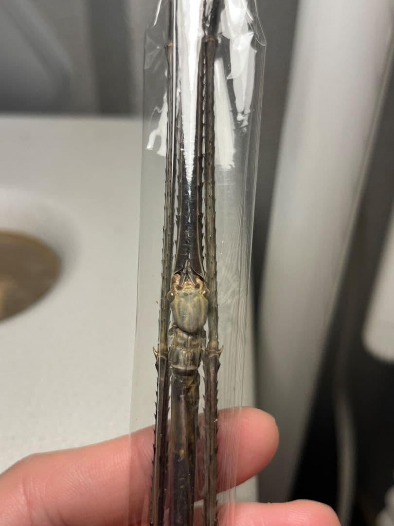 【昔七節最長種】Phobaeticus serratipesナナフシ 標本