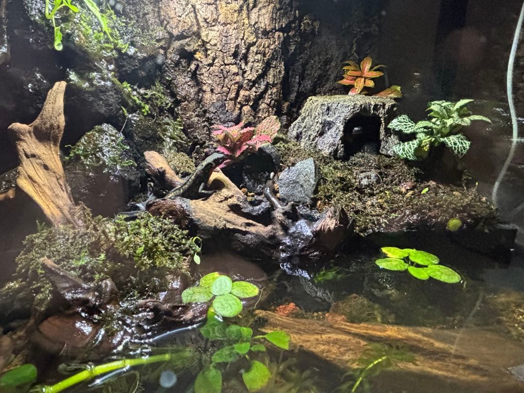 【アクアテラリウム】45cm水槽 メンテナンス性抜群