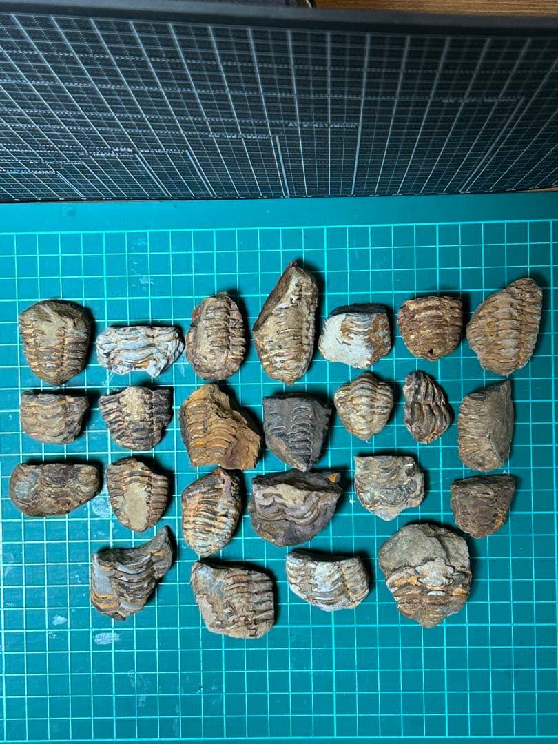 化石　三葉虫の化石