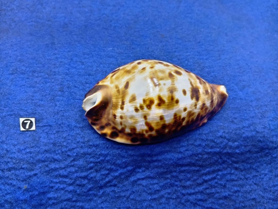 ⑦-1貝標本クロガネダカラ