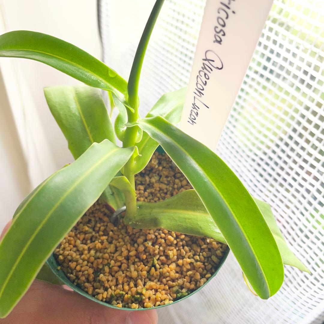 その他観葉植物 ventricosa Quezon luzon