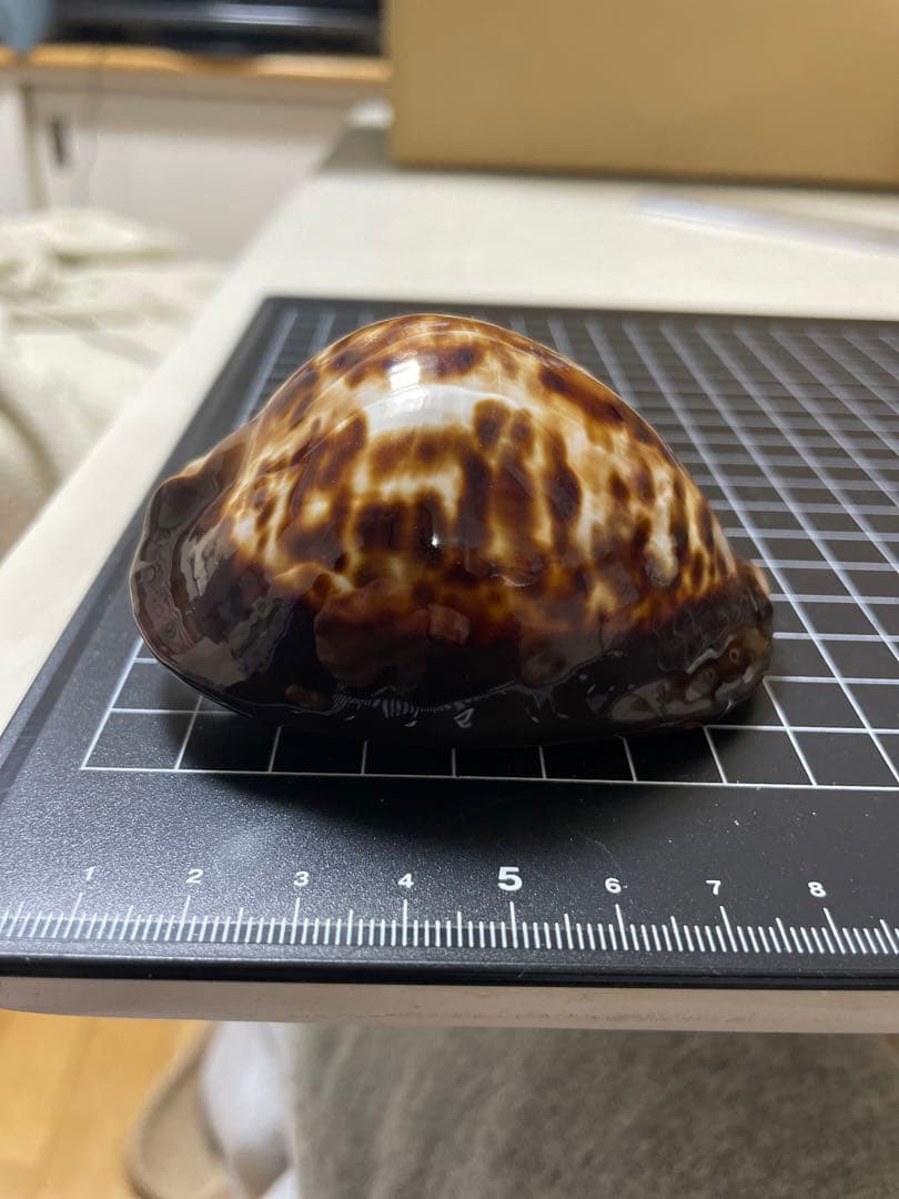 ベッコウダカラ　貝殻　標本