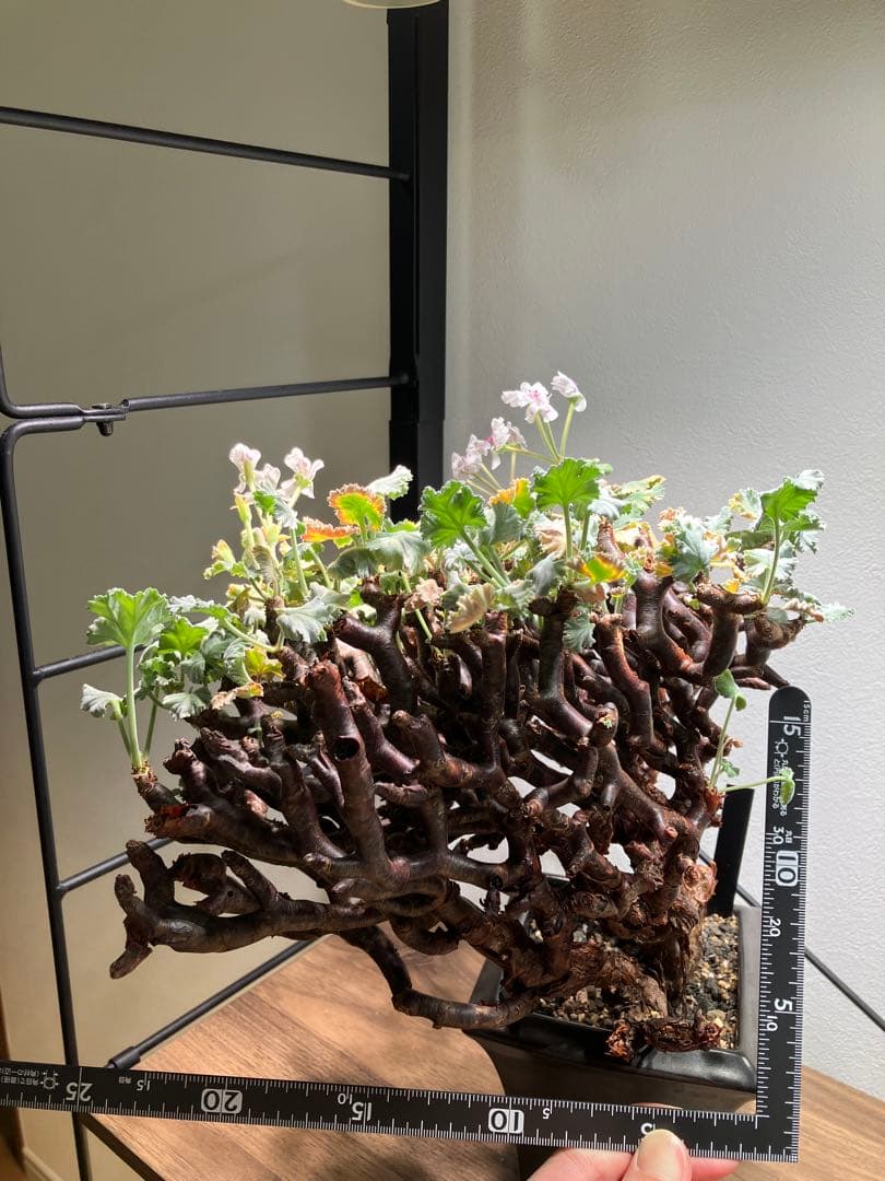 ペラルゴニウム　ミラビレ　現地球　発根済み