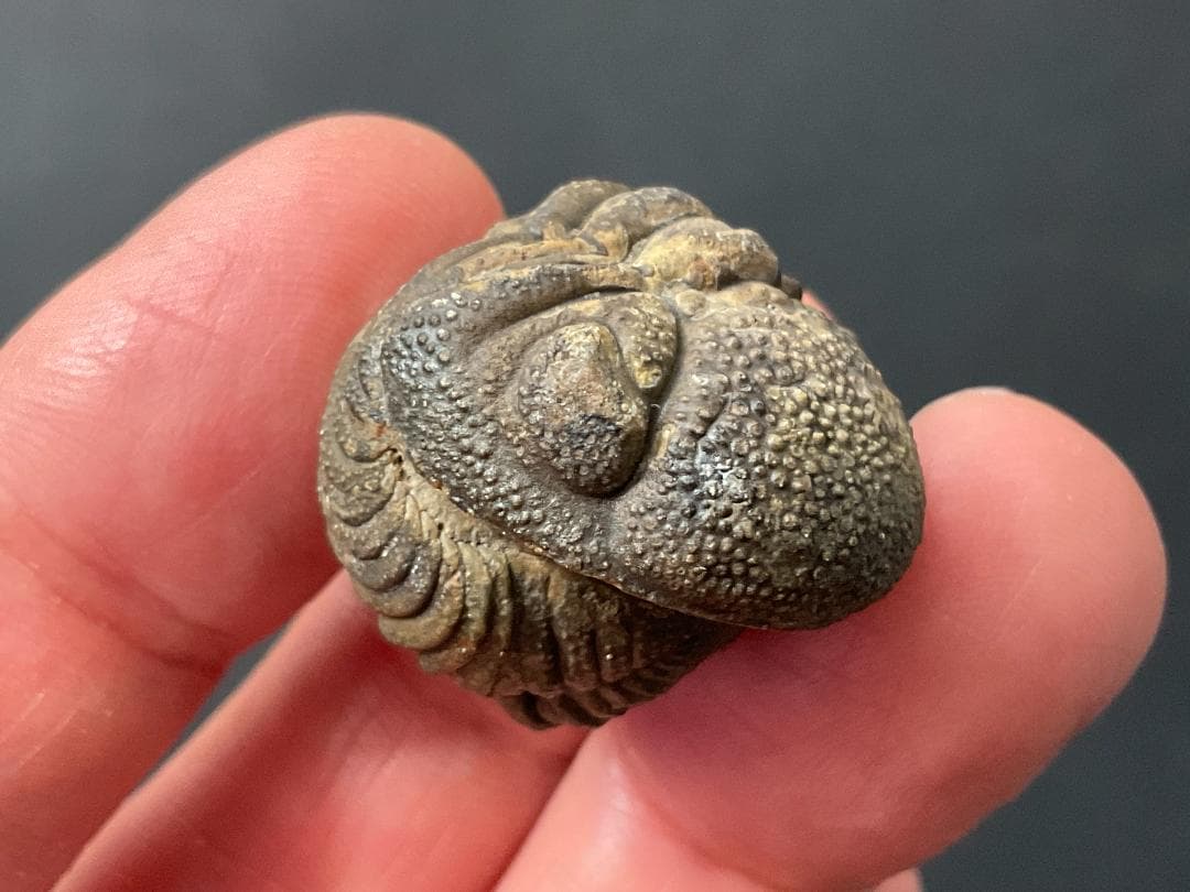 防御態勢の三葉虫 [PH75] ファコプス 化石