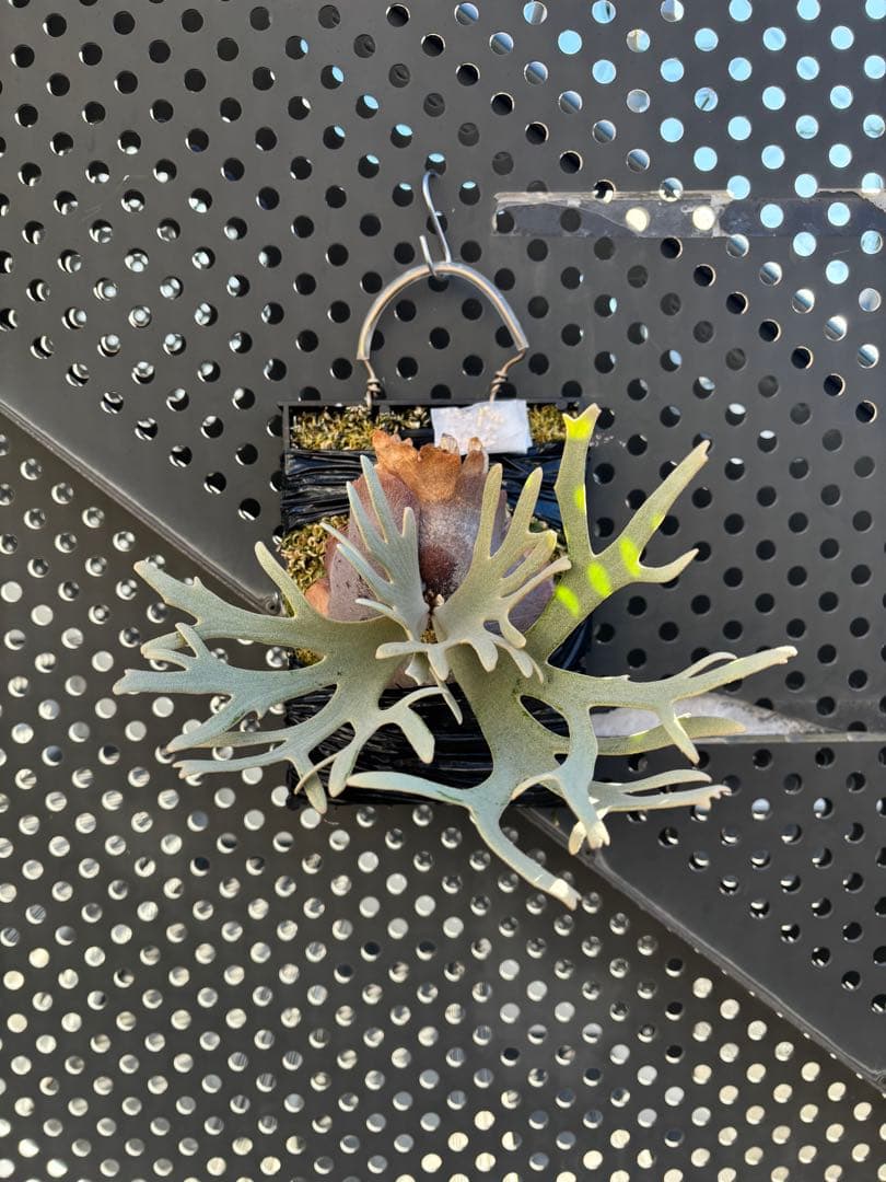 P.willinckii Linea 流線 (HHR) 親株