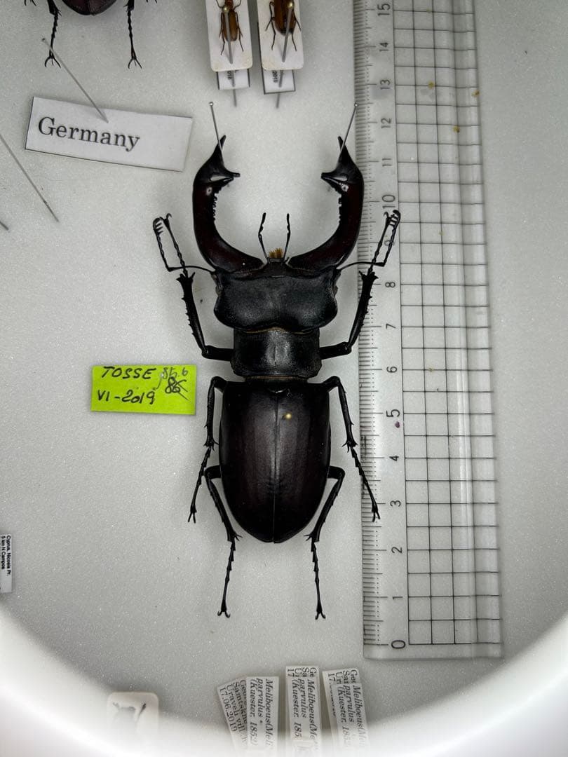 ヨーロッパミヤマクワガタ　85mm 野外品