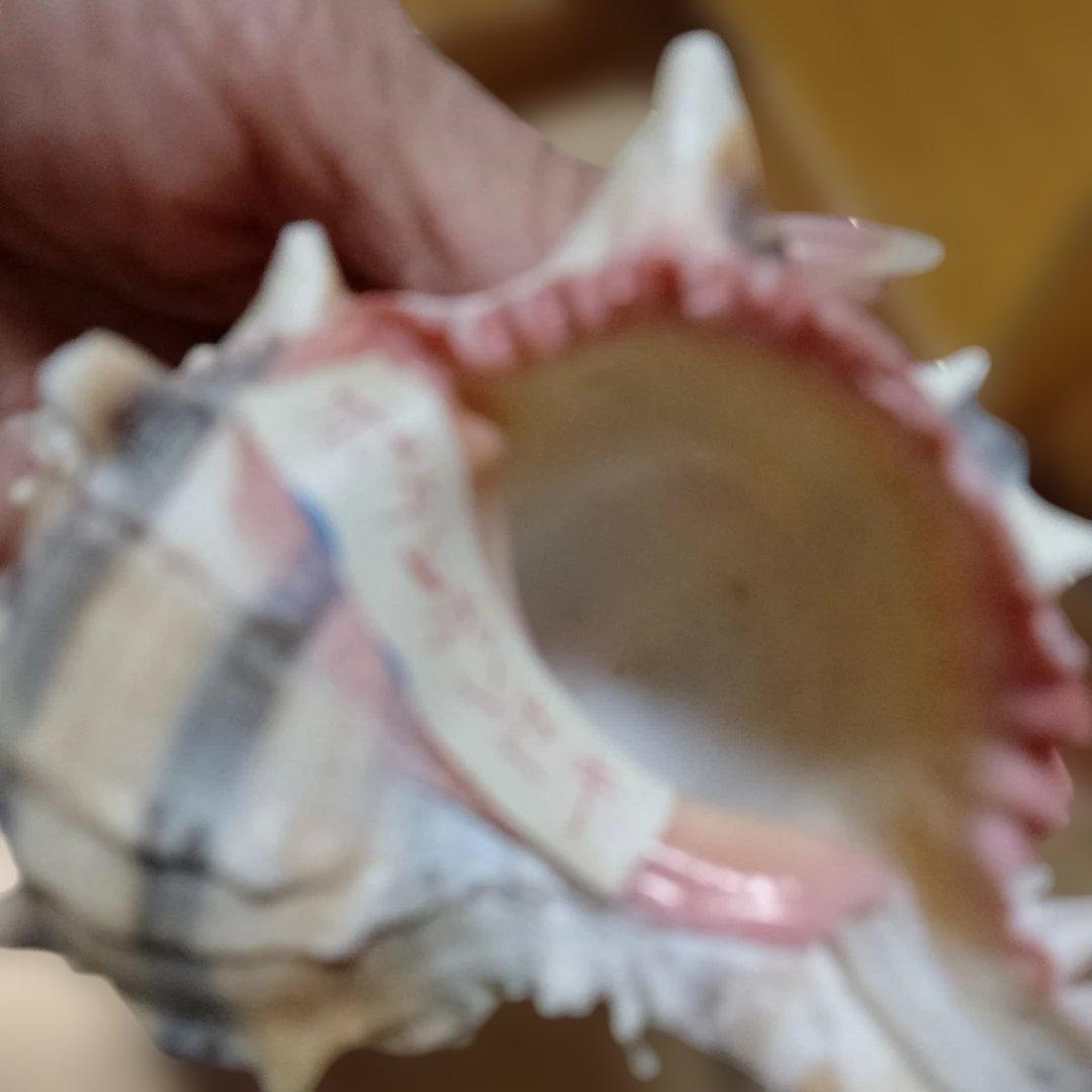 貴重♡♡天然貝殻型装飾品